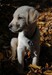 Labrador.jpg