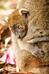 Lemur-002.jpg