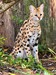 Serval.jpg